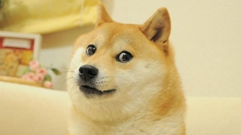 A Shiba Inu looks sideways toward the camera.